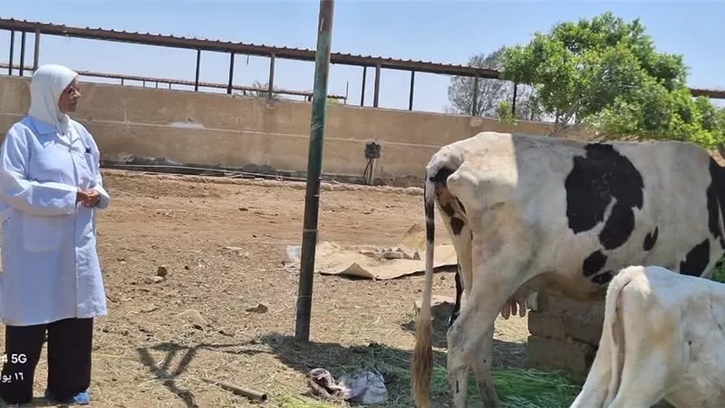 جهود الدولة لتنمية الثروة الحيوانية ومكافحة الأمراض الوبائية في السويس