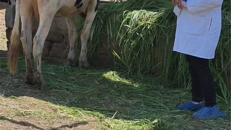 تنظيم قافلة بيطرية علاجية مجانية بمحافظة السويس غدا الاثنين 