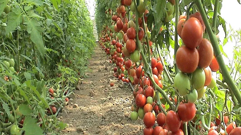 خبراء الزراعة: ارتفاع أسعار الطماطم طبيعي ومؤقت.. ولن تزيد عن 20 جنيهاً للكيلو