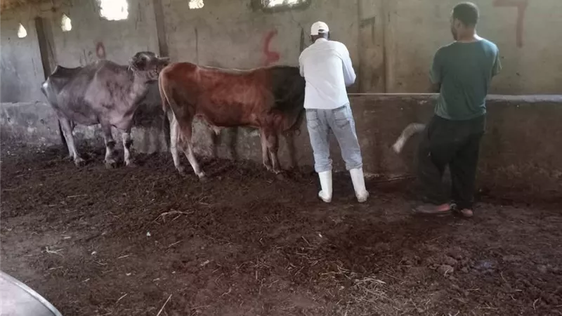 الزراعة: الترقيم والتحصين والتأمين على الثروة الحيوانية ضمان لرعاية متكاملة