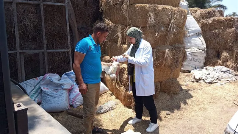 لضمان صحة المواطنين وسلامة الغذاء.. بيطرى الزرقا يواصل سحب عينات الطيور 