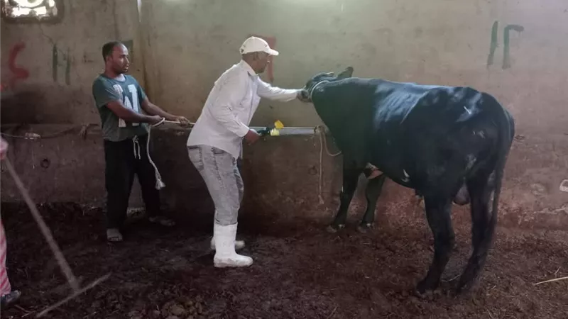 الدولة تواصل جهودها لتنمية الثروة الحيوانية وحماية الثروة القومية بالسويس