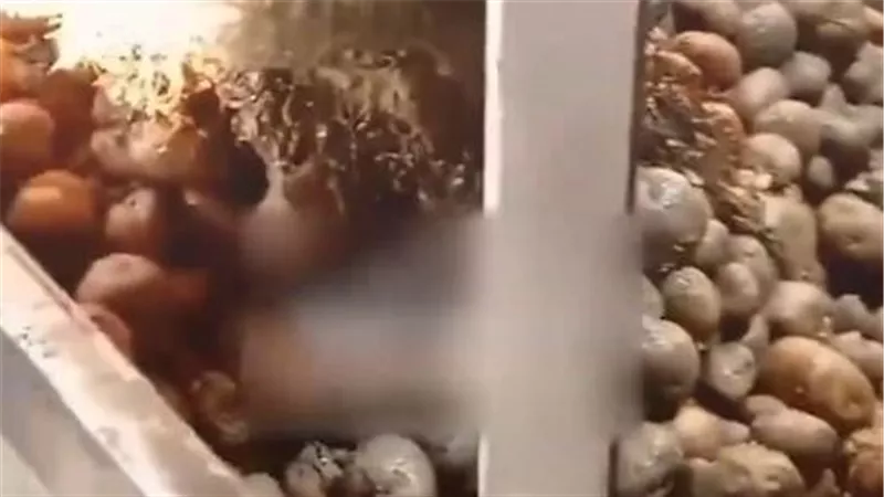 عامل في مصنع شيبسي يكشف كارثة غذائية.. فيديو يوثق استخدام بطاطس رديئة الجودة
