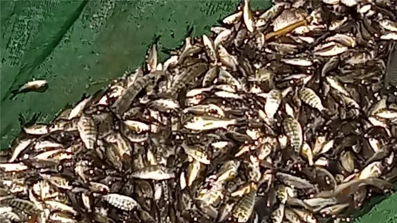 لتنمية المخزون.. إطلاق مليون زريعة سمك مختلفة ببحيرة البرلس بكفرالشيخ 