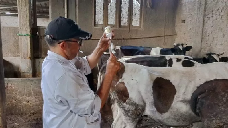 بيطري بورسعيد تواصل حملاتها لتحصين الماشية ضد 