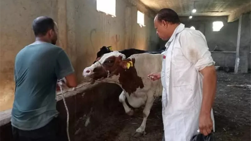 تكثيف جهود مديرية الطب البيطري بالسويس لحماية الثروة الحيوانية