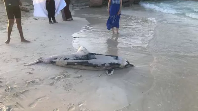 البيئة: دفن آمن لدولفين نافق بمنطقة الساحل الشمالي ضمن جهود حماية الطبيعة