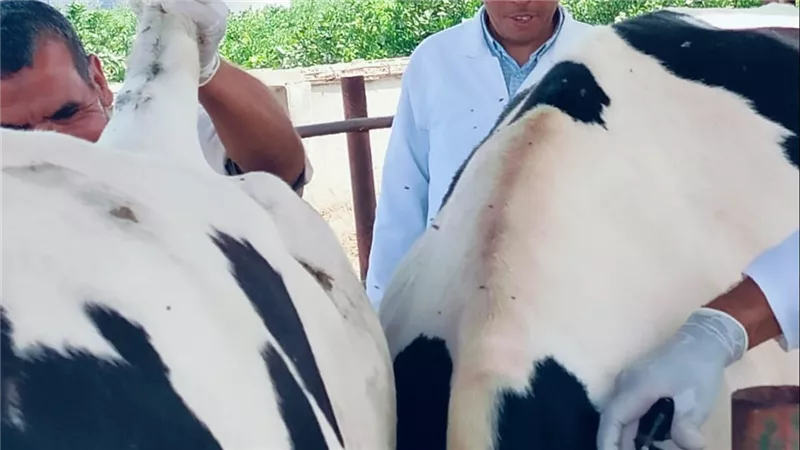 «الزراعة» تواصل جهود الكشف المبكر والسيطرة على الأمراض المشتركة خلال يوليو
