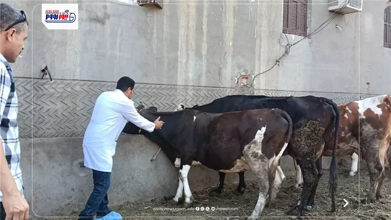 تحصين الماشية بأكثر من 8.1 مليون جرعة للقاحي الحمى القلاعية والوادي المتصدع 