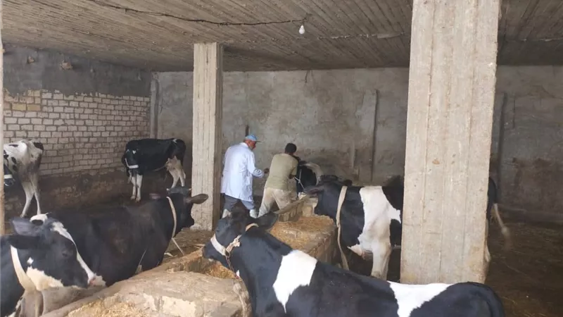 استمرار جهود مديرية الطب البيطري في التحصين والتأمين بالسويس