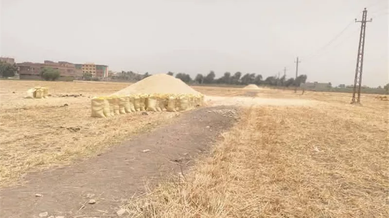 استلام أكثر من  284.1 ألف طن قمح محلي بصوامع بني سويف 