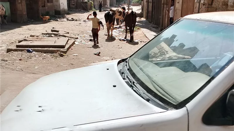 مواشي دمياط القديمة تثير قلق الأهالي.. مطالب بحلول عاجلة لتنظيم الشوارع