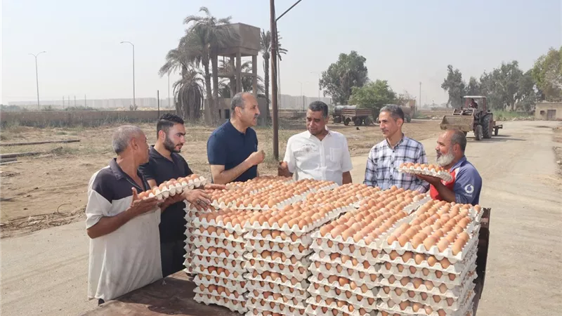 سكرتير عام بنى سويف يتفقد سير العمل بمشروعات الدواجن المركزية