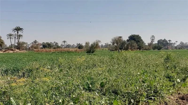 تحت وطأة العادات والتقاليد.. نساء الصعيد في معركة طويلة مع «ميراث الأرض»