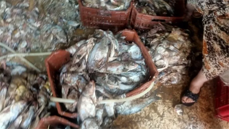 قبل تصنيعها فسيخ.. ضبط 5 طن أسماك غير صالحة للاستهلاك الآدمي بكفرالشيخ 
