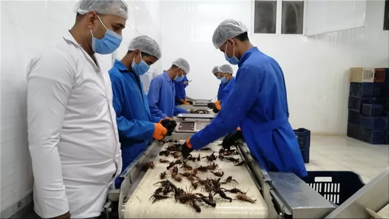 بطاقة انتاجية ٦ أطنان يوميا.. أول مصنع لانتاج الاستاكوزا النيلي وإنتاجه للتصدير|صور