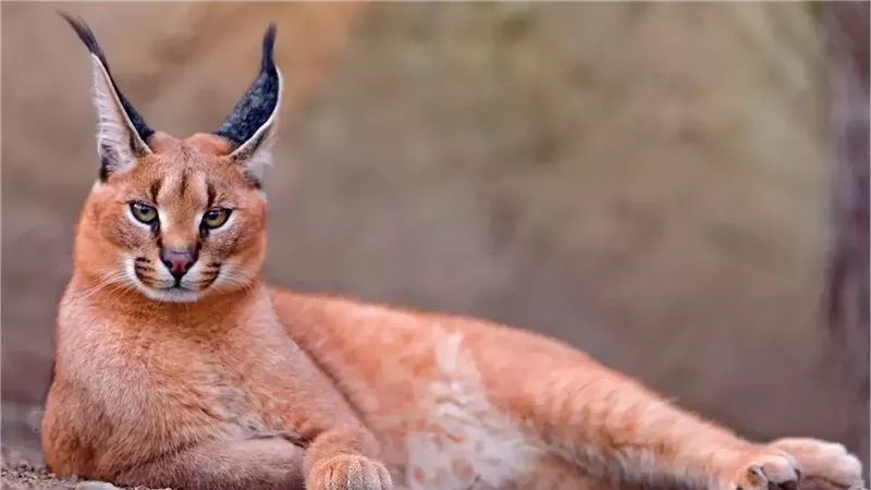 أنثى وشق بري مصرية تهاجم جنودًا إسرائيليين في قاعدة عسكرية 