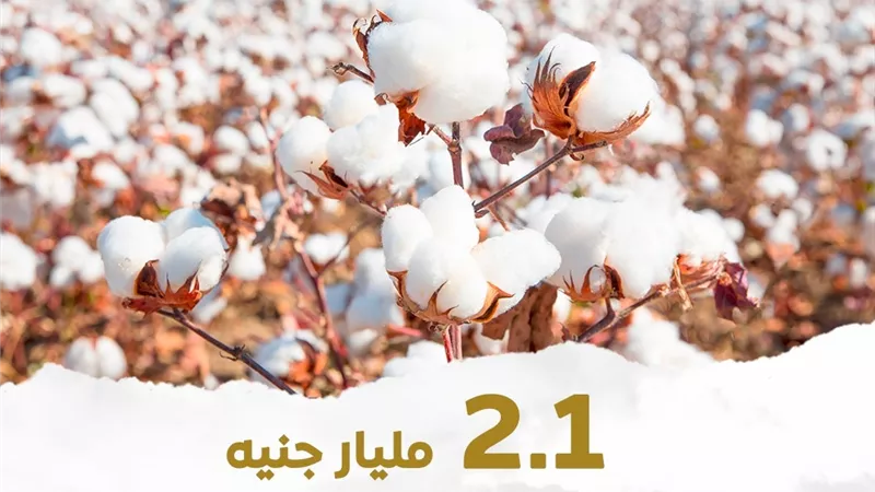 وزارة المالية تعلن إتاحة 2.1 مليار جنيه لسداد مستحقات مزارعي القطن