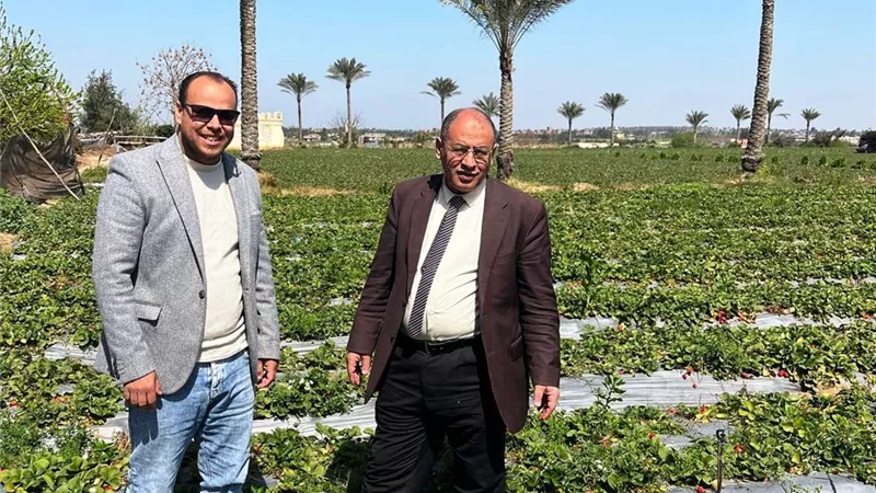 زراعة 53 ألف فدان بمحصول الفراولة في البحيرة هذا العام