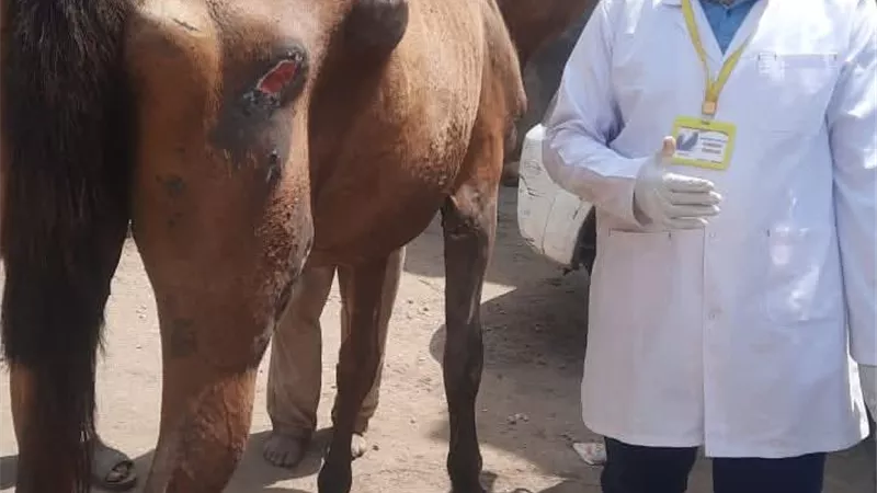 قافلة طبية بيطرية مجانية بقرية النواصرية لخدمة المزارعين والمربين بدمياط