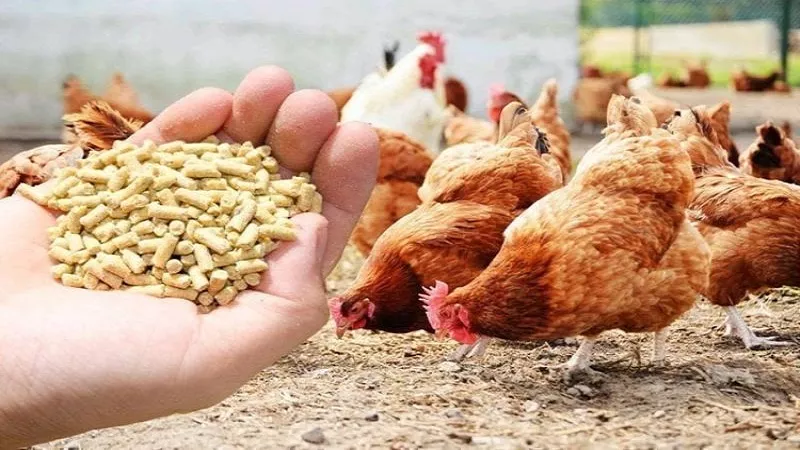 انخفاض أسعار الفراخ وتباين أسعار الخضروات اليوم الأربعاء 27 أغسطس 2025
