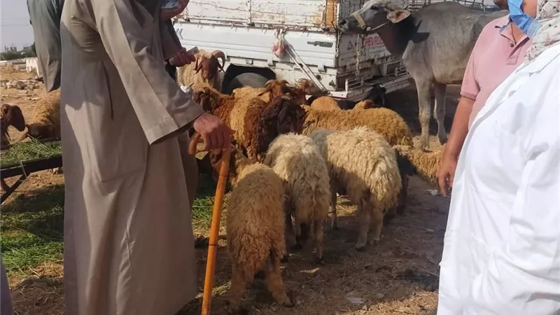 جهود مكثفة لتنمية الثروة الحيوانية ومكافحة الأمراض الوبائية بالسويس