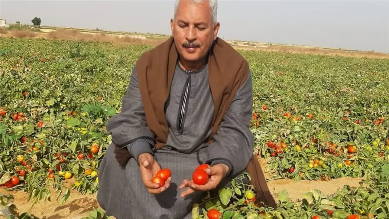 نقيب الفلاحين يحذر: الموجة الحارة تهدد المحاصيل الزراعية بهذه الطريقة|خاص