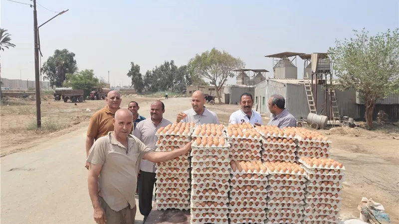 بدء إنتاج الدورة الجديدة لبيض المائدة بمشروعات الدواجن المركزية ببنى سويف