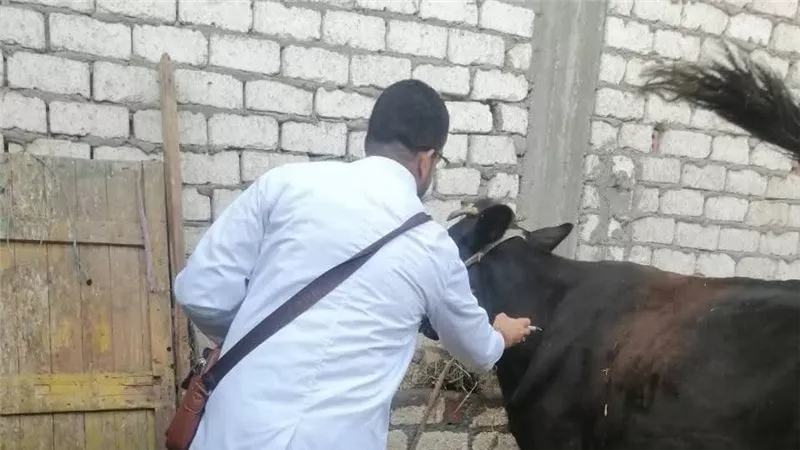تحصين أكثر من 41 ألف رأس ماشية بالإسماعيلية ضد الأمراض الوبائية