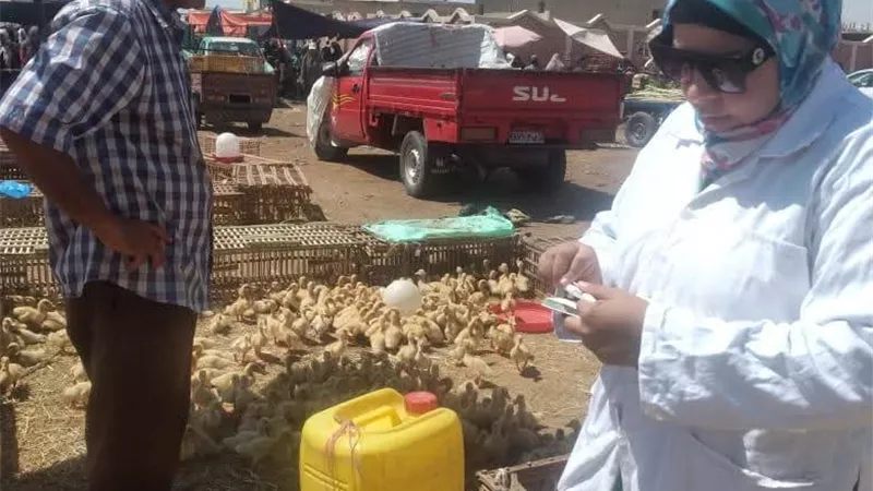 متابعة الحالة الصحية والوبائية لأسواق الطيور الحية بالسويس 