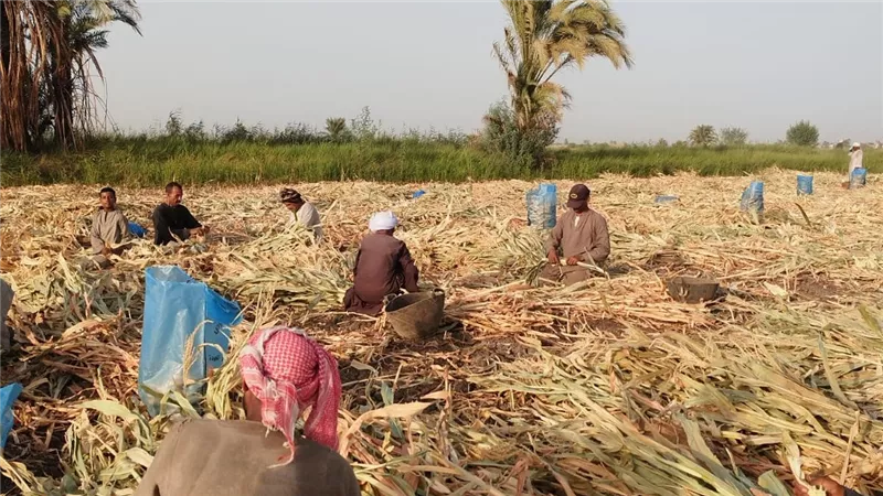 «الذهب الاصفر يزين الحقول».. بدء موسم حصاد الذرة الشامي بقنا |بث مباشر