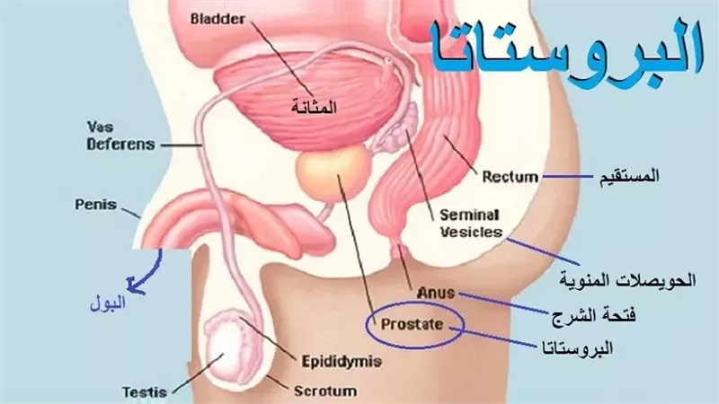 الدليل الشامل لصحة البروستاتا: الأعراض والأسباب والعلاج