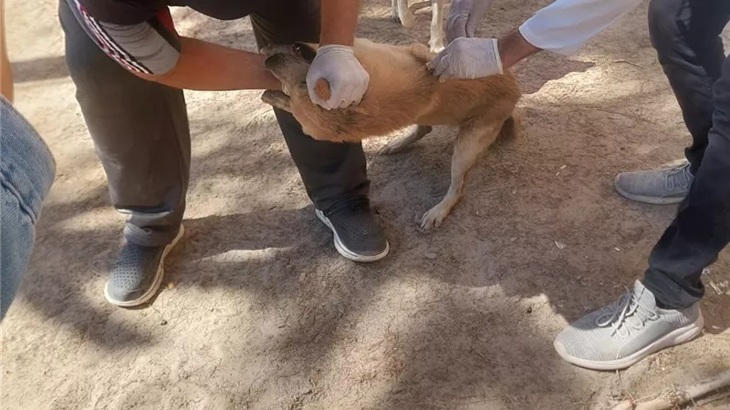 الطب البيطري والرفق بالحيوان ينفذا حملة تعقيم وتطعيم للكلاب بشاطئ بيانكي 