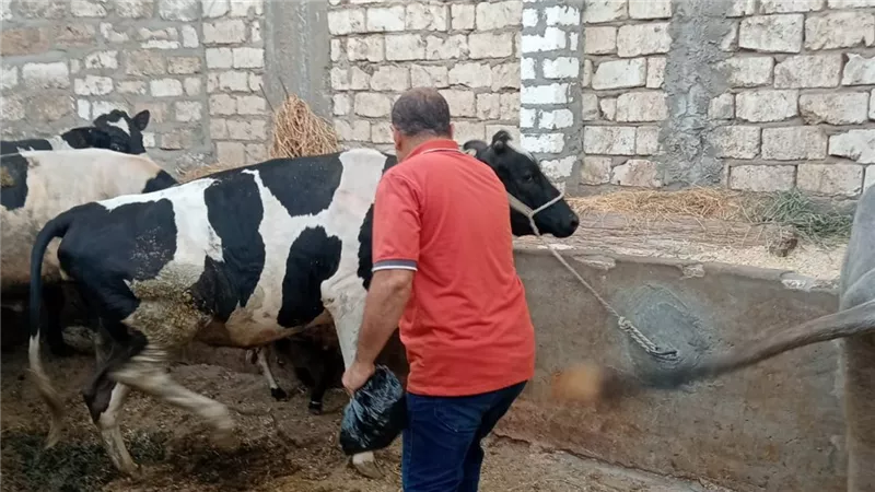 أسيوط: تحصين 20 ألف رأس ماشية ضد مرض الحمى القلاعية فيروس SAT-1