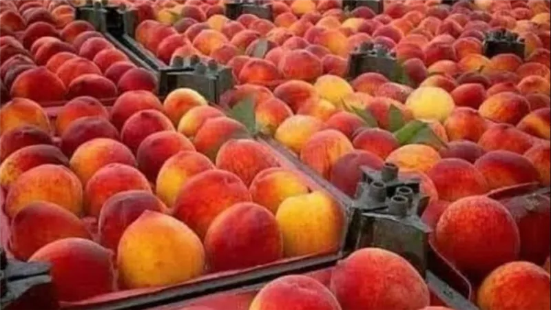 خوخ وكنتالوب وبطيخ..فواكه سيناء كنوز صحية من أرض الفيروز