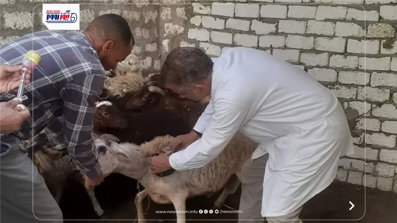تحصين 181 ألف رأس ماشية ضد الأمراض الوبائية بالمنيا