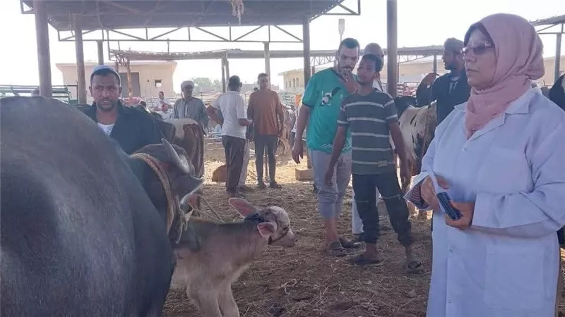 مديرية الطب البيطري بالسويس تواصل تحصين الماشية في أسواق الحيوانات الحية