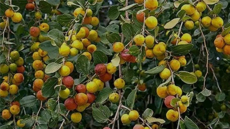 الجميز والتين والبلح الطعام المقدس.. تعرف على أبرز الفواكه في مصر القديمة