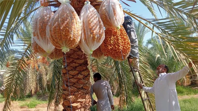 بحوث الصحراء تطلق تدريبًا عمليًا بسيوة لتحسين جودة التمور المحلية