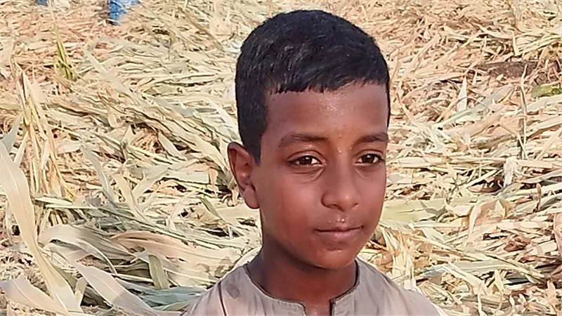 بعرق جبينه.. صغير قناوي يعمل بغيطان زراعات الذرة الشامية: بشتغل علشان نفسي