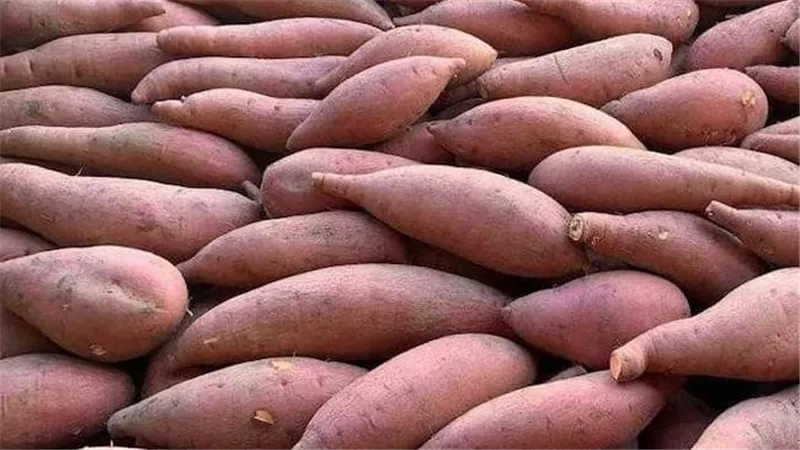 مذاق غني وسعر في المتناول.. وصفة البطاطا الحلوة باللبن والكريم كراميل