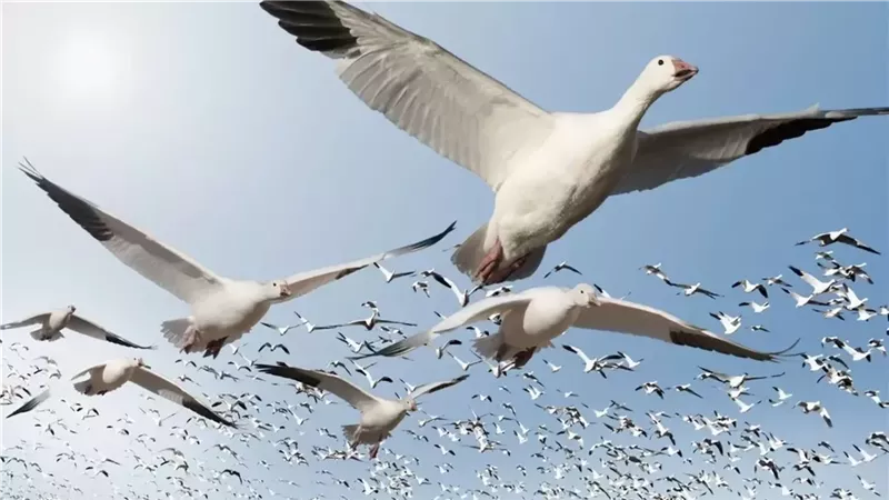 وزارة البيئة تزيل 18 ألف متر من شباك صيد الطيور المهاجرة بالشمال لحماية المسار