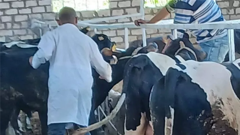 استمرار أعمال الحملة القومية للتحصين ضد مرض الحمى القلاعية بالسويس 