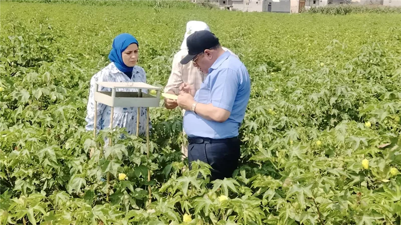 جولة ميدانية لوكيل زراعة البحيرة لزراعات القطن ويؤكد أنه بخير هذا العام  