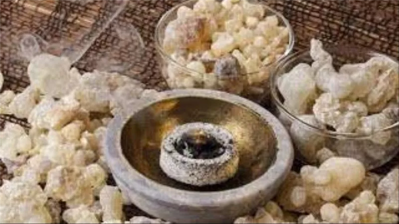 اللبان العماني..الذهب الأبيض الذي يفوح عطره من جبال ظفار إلى أسواق العالم
