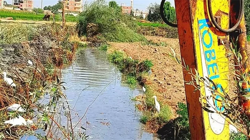 مديرية الزراعة بالإسماعيلية تواصل حملات تطهير المراوي والمصارف بالقصاصين