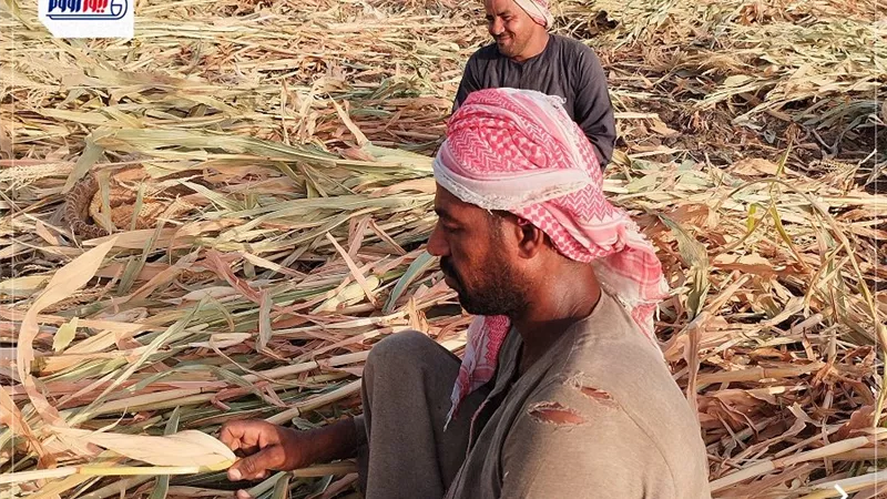 «ارتفاع درجات الحرارة».. عمال زراعة الذرة الشامية يواجهون أشعة الشمس بالغناء 