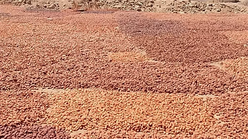 مسطح البلح بالرحمانية: أكبر مركز لتجفيف البلح القناوي بأنواعه المتعددة