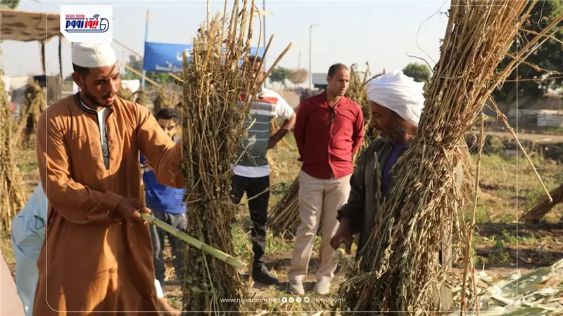 عيد الفلاح في المنيا.. حصاد المحاصيل الصيفية يزين حقول الشعراوية|تقرير بالصور