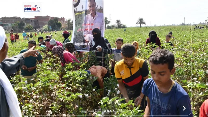 وكيل زراعة الفيوم: المساحة المنزرعة بالقطن 10 آلاف و848 فداناً من صنف جيزة